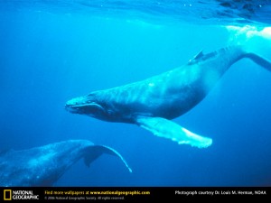 humpback-whales-singing